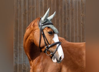 Trakehner, Stute, 4 Jahre, 163 cm, Fuchs