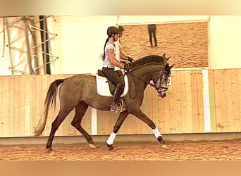 Trakehner, Stute, 4 Jahre, 163 cm, Rappschimmel