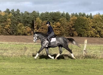 Trakehner, Stute, 4 Jahre, 163 cm, Schimmel