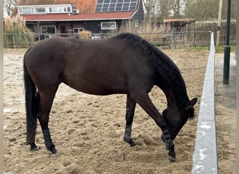 Trakehner, Stute, 4 Jahre, 163 cm, Schwarzbrauner