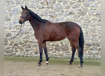 Trakehner, Stute, 4 Jahre, 164 cm, Brauner