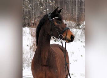 Trakehner, Stute, 4 Jahre, 164 cm, Brauner