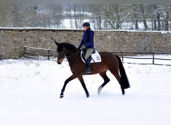Trakehner, Stute, 4 Jahre, 164 cm, Brauner