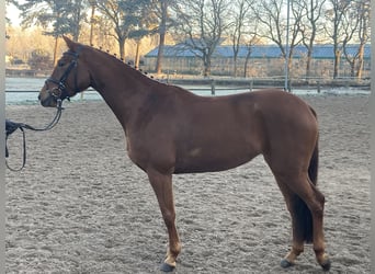 Trakehner, Stute, 4 Jahre, 164 cm, Fuchs