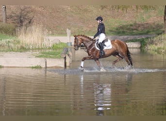 Trakehner, Stute, 4 Jahre, 164 cm, Fuchs