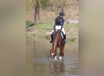 Trakehner, Stute, 4 Jahre, 164 cm, Fuchs
