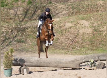 Trakehner, Stute, 4 Jahre, 164 cm, Fuchs