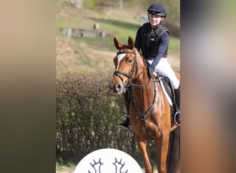 Trakehner, Stute, 4 Jahre, 164 cm, Fuchs