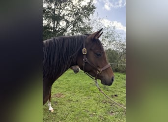 Trakehner, Stute, 4 Jahre, 165 cm, Brauner