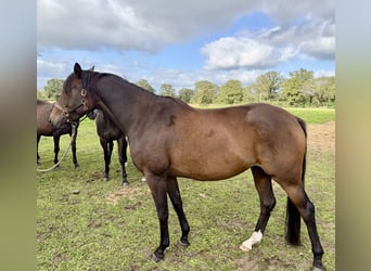 Trakehner, Stute, 4 Jahre, 165 cm, Brauner