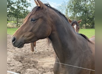Trakehner, Stute, 4 Jahre, 165 cm, Brauner
