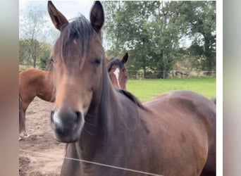 Trakehner, Stute, 4 Jahre, 165 cm, Brauner