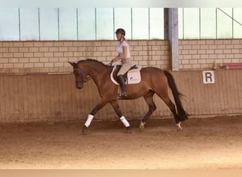 Trakehner, Stute, 4 Jahre, 165 cm, Brauner