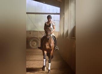 Trakehner, Stute, 4 Jahre, 165 cm, Brauner
