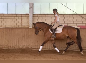 Trakehner, Stute, 4 Jahre, 165 cm, Brauner
