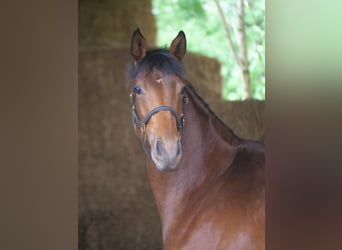 Trakehner, Stute, 4 Jahre, 165 cm, Brauner