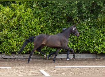 Trakehner, Stute, 4 Jahre, 165 cm, Dunkelbrauner