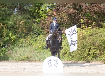Trakehner, Stute, 4 Jahre, 165 cm, Dunkelbrauner