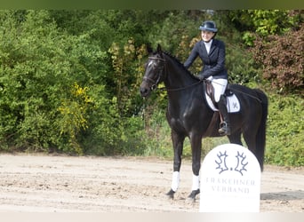 Trakehner, Stute, 4 Jahre, 165 cm, Dunkelbrauner