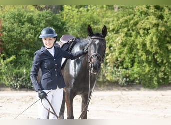 Trakehner, Stute, 4 Jahre, 165 cm, Dunkelbrauner