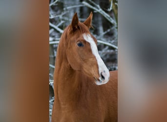 Trakehner, Stute, 4 Jahre, 165 cm, Fuchs