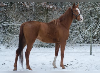 Trakehner, Stute, 4 Jahre, 165 cm, Fuchs