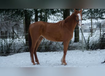 Trakehner, Stute, 4 Jahre, 165 cm, Fuchs