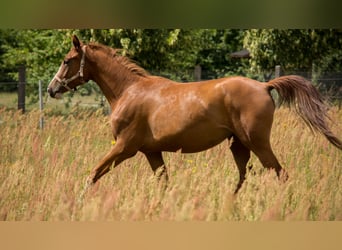 Trakehner, Stute, 4 Jahre, 165 cm, Fuchs