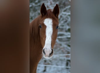 Trakehner, Stute, 4 Jahre, 165 cm, Fuchs