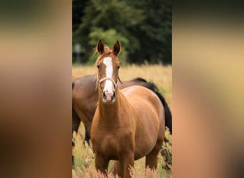 Trakehner, Stute, 4 Jahre, 165 cm, Fuchs