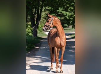 Trakehner, Stute, 4 Jahre, 165 cm, Rotbrauner