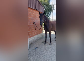 Trakehner, Stute, 4 Jahre, 165 cm, Schwarzbrauner