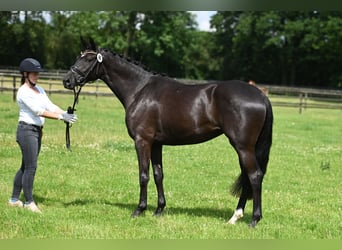 Trakehner, Stute, 4 Jahre, 165 cm, Schwarzbrauner