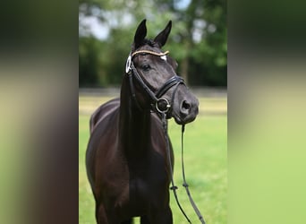 Trakehner, Stute, 4 Jahre, 165 cm, Schwarzbrauner