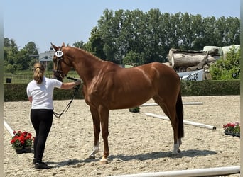 Trakehner, Stute, 4 Jahre, 165 cm