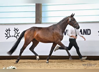 Trakehner, Stute, 4 Jahre, 166 cm, Dunkelbrauner