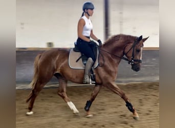 Trakehner, Stute, 4 Jahre, 166 cm, Fuchs