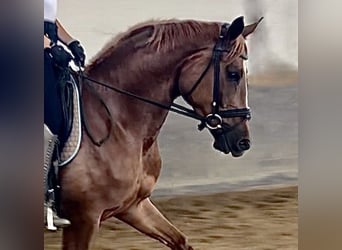 Trakehner, Stute, 4 Jahre, 166 cm, Fuchs