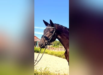 Trakehner, Stute, 4 Jahre, 167 cm, Dunkelbrauner