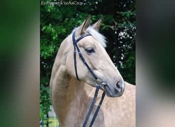 Trakehner, Stute, 4 Jahre, 167 cm, Palomino