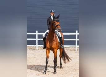Trakehner, Stute, 4 Jahre, 167 cm, Rotbrauner