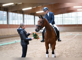 Trakehner, Stute, 4 Jahre, 168 cm, Brauner