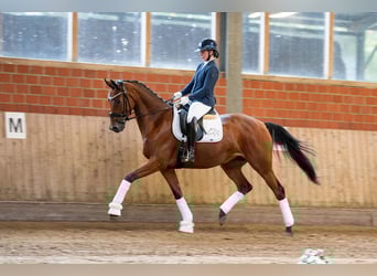Trakehner, Stute, 4 Jahre, 168 cm, Brauner