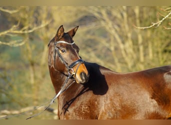 Trakehner, Stute, 4 Jahre, 168 cm, Brauner