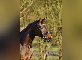 Trakehner, Stute, 4 Jahre, 168 cm, Brauner