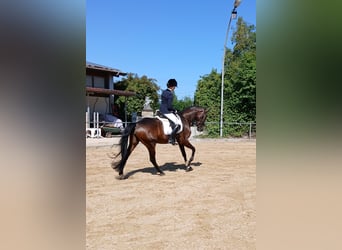 Trakehner, Stute, 4 Jahre, 168 cm, Dunkelbrauner