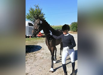 Trakehner, Stute, 4 Jahre, 168 cm, Dunkelbrauner
