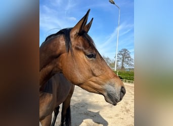 Trakehner, Stute, 4 Jahre, 168 cm, Dunkelbrauner