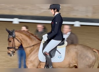 Trakehner, Stute, 4 Jahre, 168 cm, Fuchs