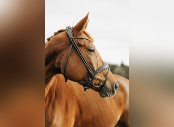 Trakehner, Stute, 4 Jahre, 168 cm, Fuchs